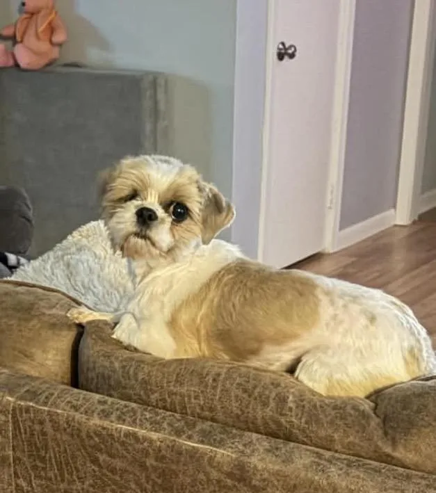 An adult small-sized female Shih Tzu dog named Rayna for adoption in Texarkana, TX