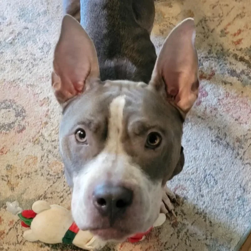 Lady Jane thumbnail 2