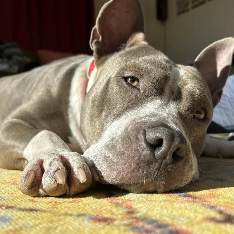 Lady Jane thumbnail 3