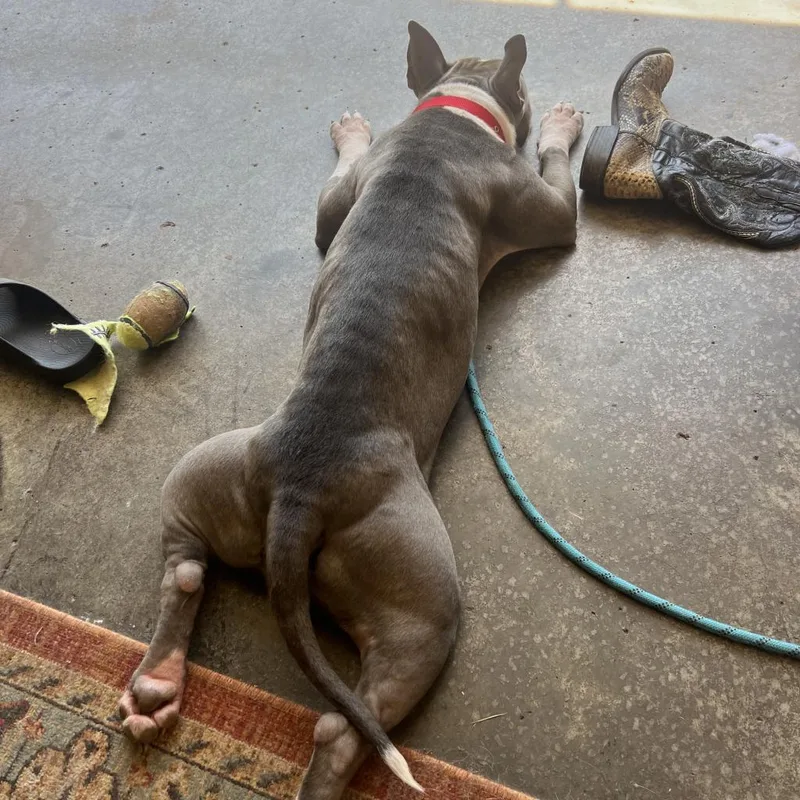 Lady Jane thumbnail 4