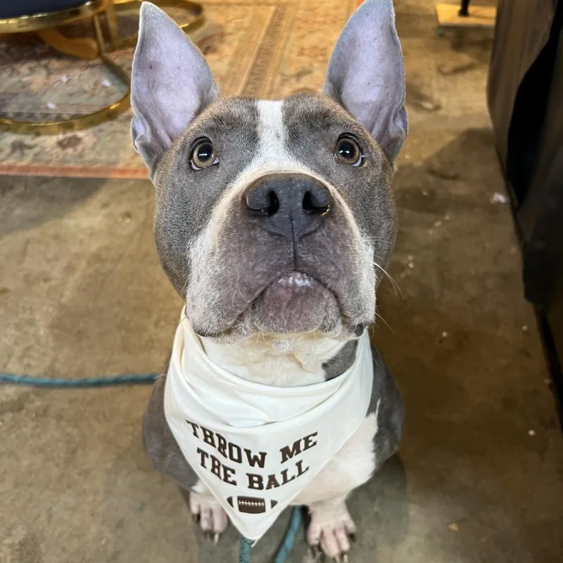 Lady Jane thumbnail 5