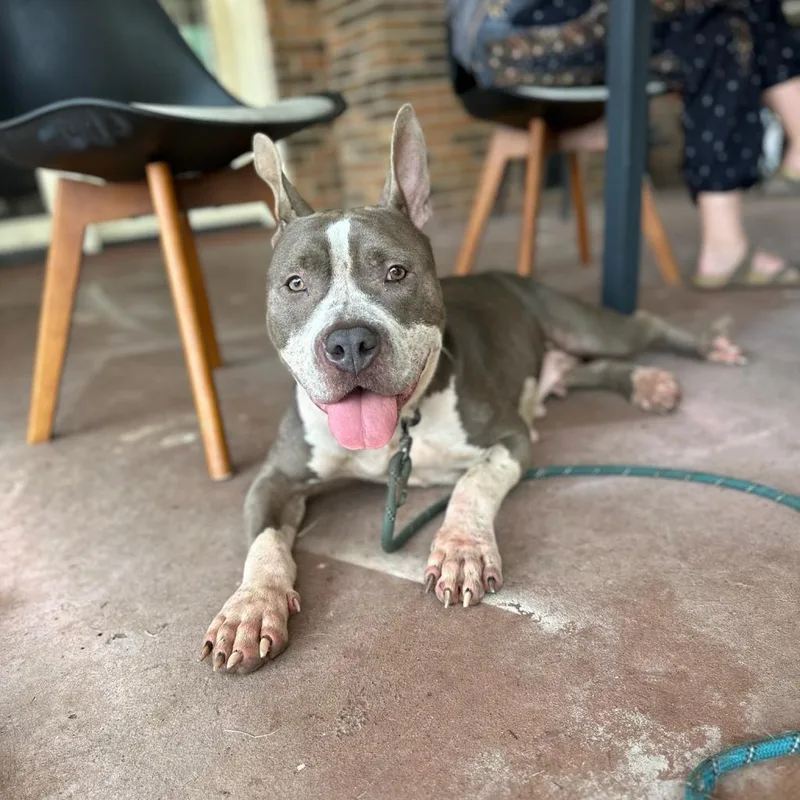 Lady Jane thumbnail 6