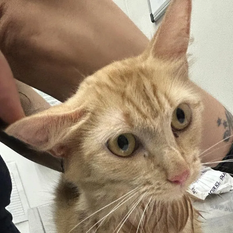 An adult medium-sized female Orange / Red Domestic Long Hair cat named Amber for adoption in Newark, NJ