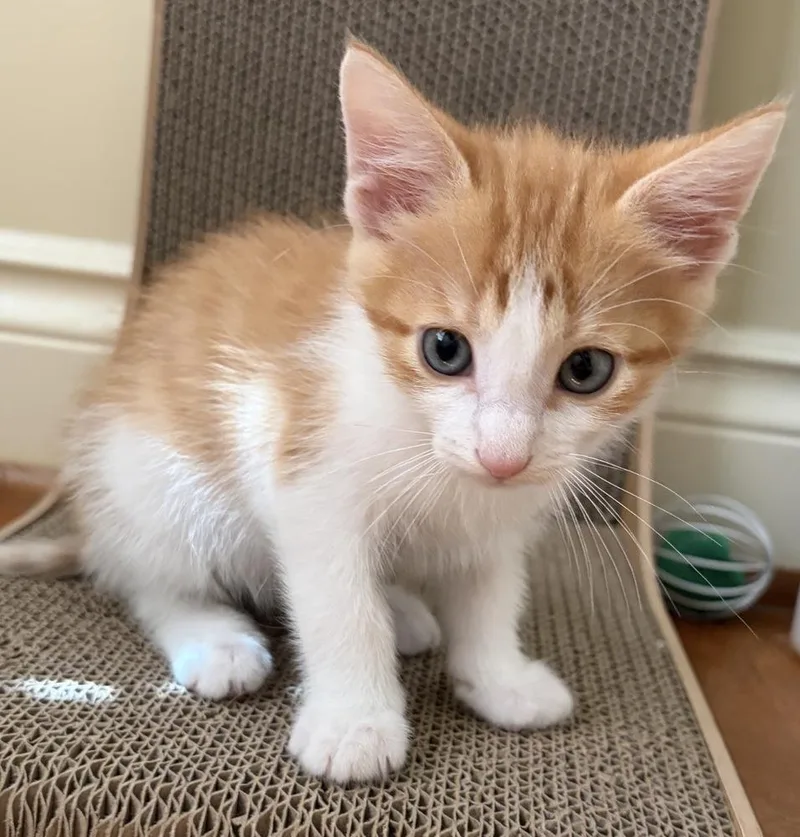A baby small-sized male Orange & White Tabby cat named Ten for adoption in Greensboro, NC
