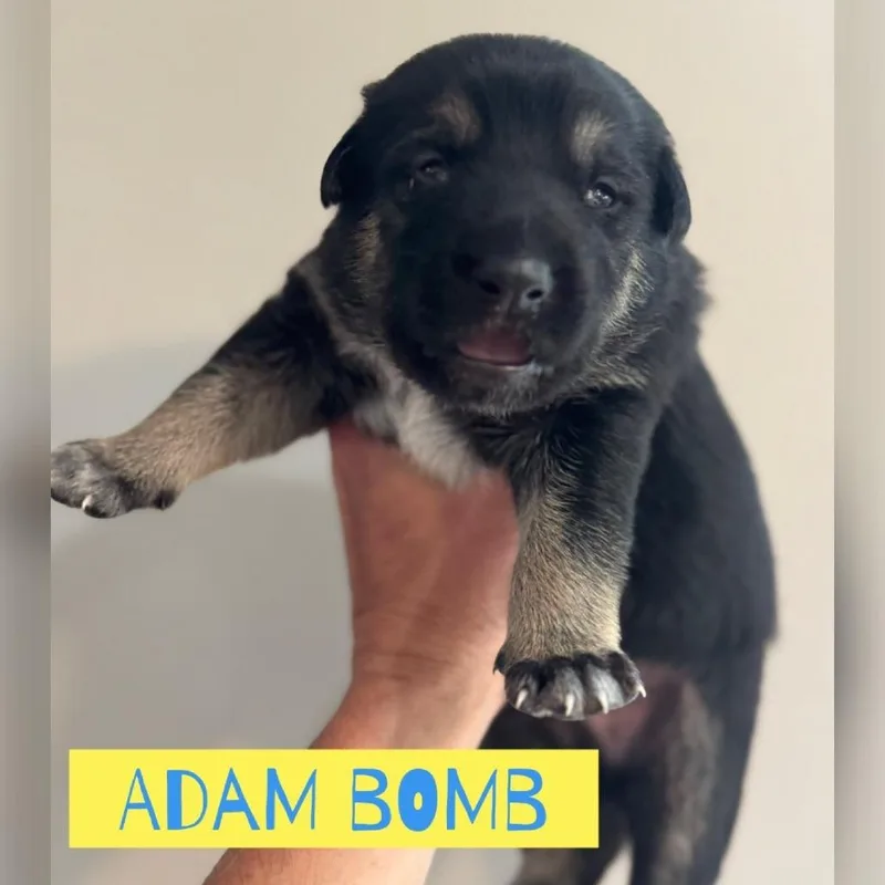 A baby large-sized male Black German Shepherd Dog dog named Adam Bomb for adoption in Olathe, KS