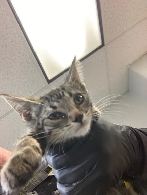 A young medium-sized female Gray / Blue / Silver Domestic Short Hair cat named Harleigh for adoption in Cincinnati, OH