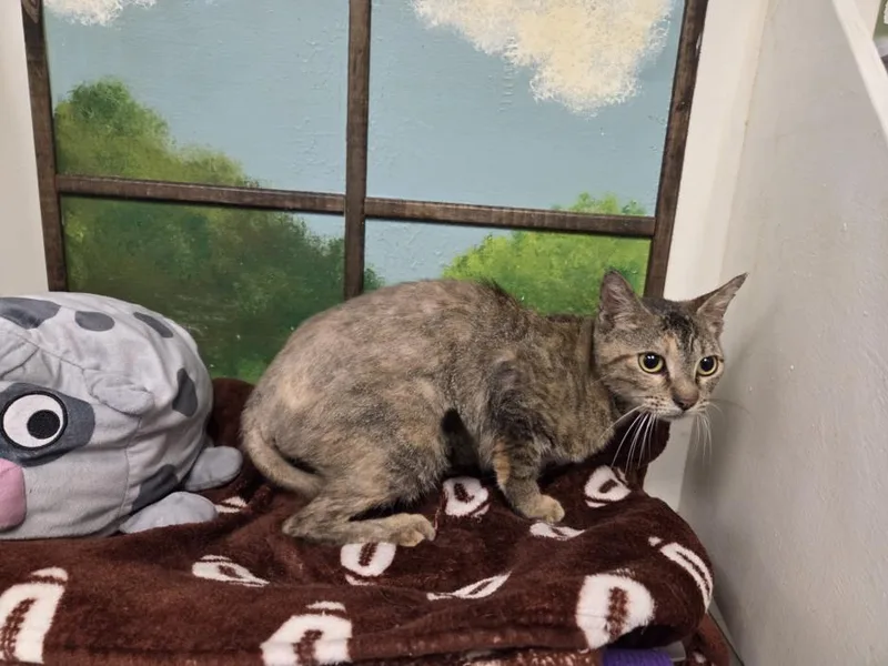 A young small-sized female Domestic Short Hair cat named Coral for adoption in Houston, TX