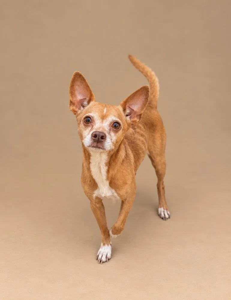 A senior small-sized male White / Cream Chihuahua dog named Odie for adoption in Statesboro, GA