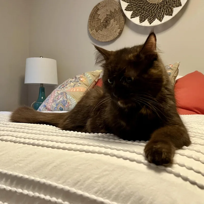 A baby small-sized male Domestic Short Hair cat named Lizzy & Affogato for adoption in Waltham, MA