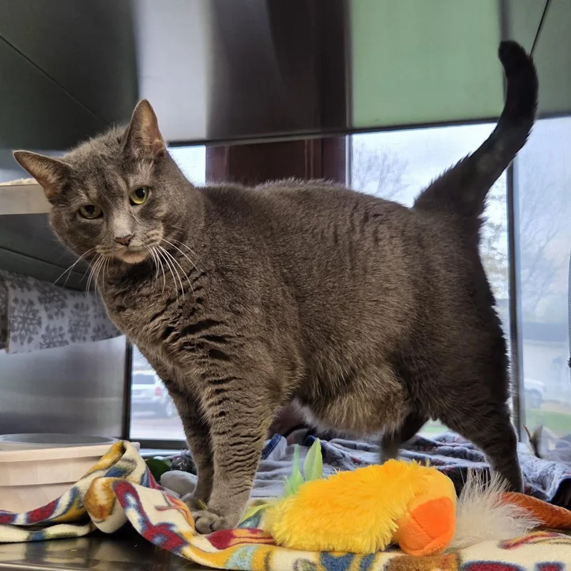 An adult large-sized female Gray / Blue / Silver Domestic Short Hair cat named Reba for adoption in Midland, MI