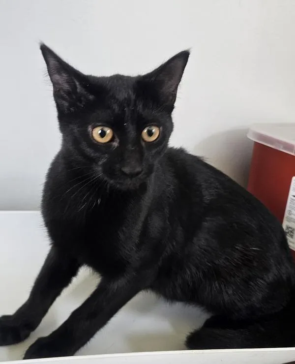 A baby medium-sized female Domestic Short Hair cat named Willow for adoption in Cleveland, TN