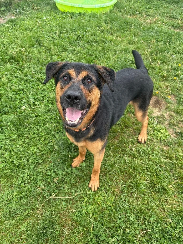 A young large-sized male Mixed Breed dog named Tazy for adoption in Hudson, NY