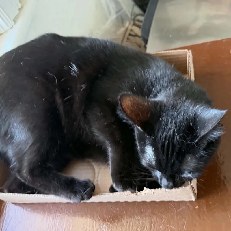 A young medium-sized female Black Domestic Short Hair cat named Lucy for adoption in Granby, MO