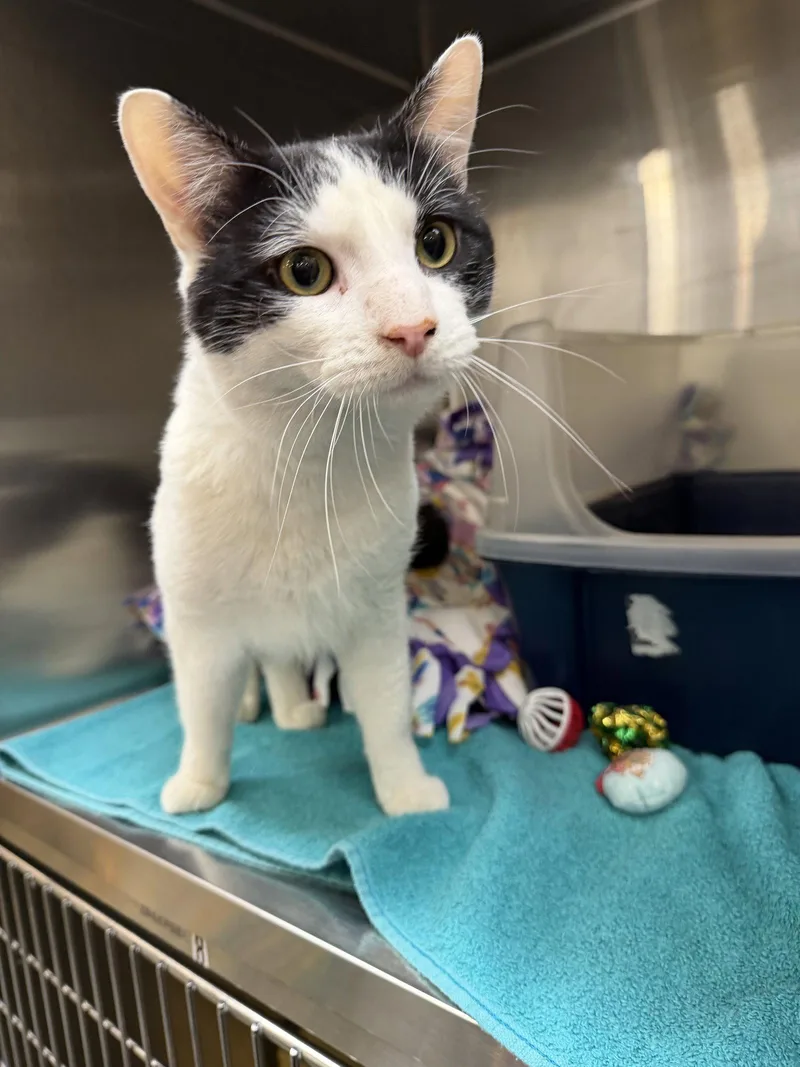 An adult medium-sized male Black & White / Tuxedo Domestic Short Hair cat named Byrdie for adoption in Wheaton, IL