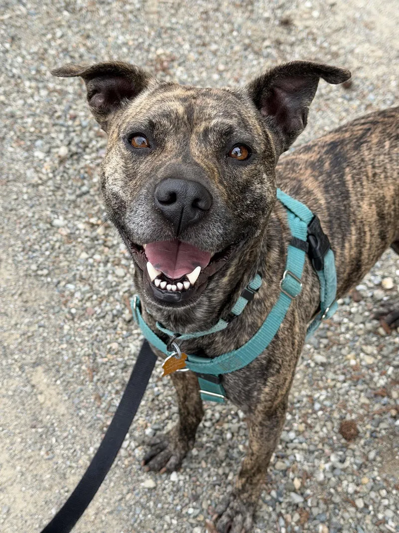 An adult large-sized female Pit Bull Terrier dog named Pixie for adoption in Sunnyvale, CA