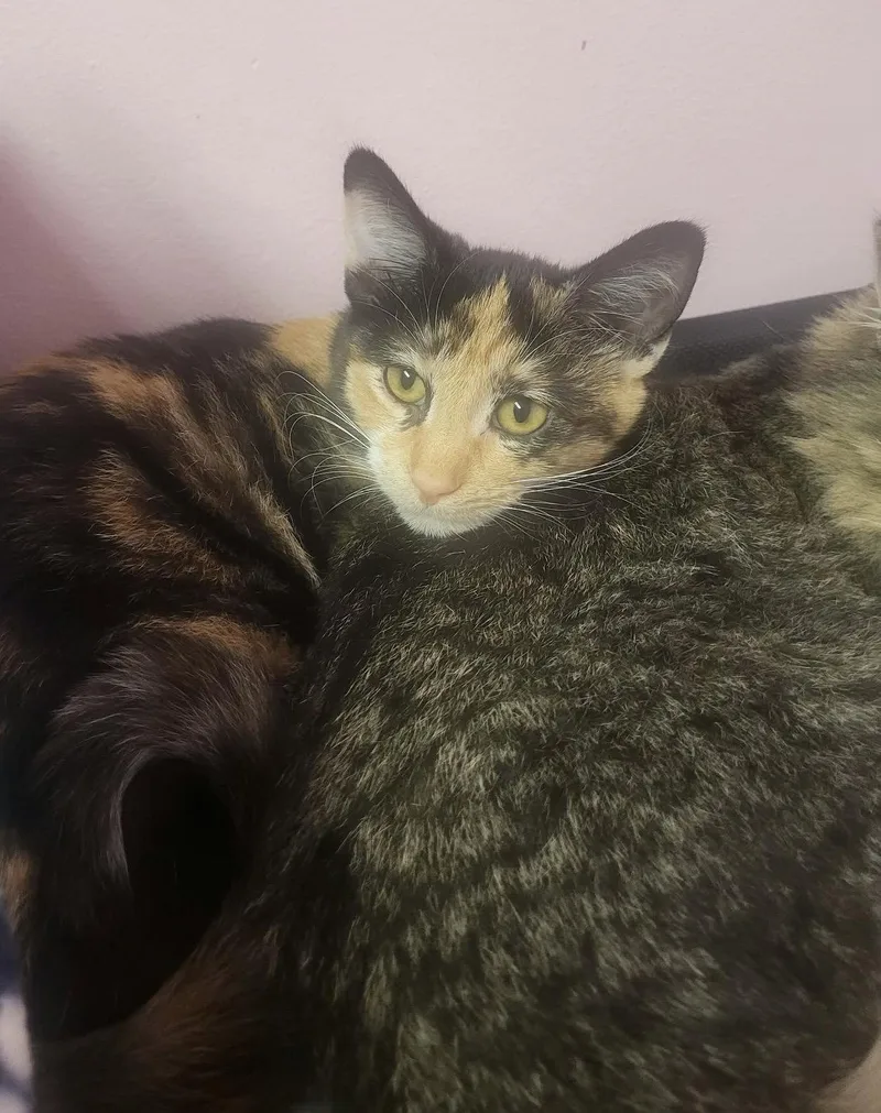 A baby medium-sized female Domestic Short Hair cat named Audrey for adoption in Champaign, IL