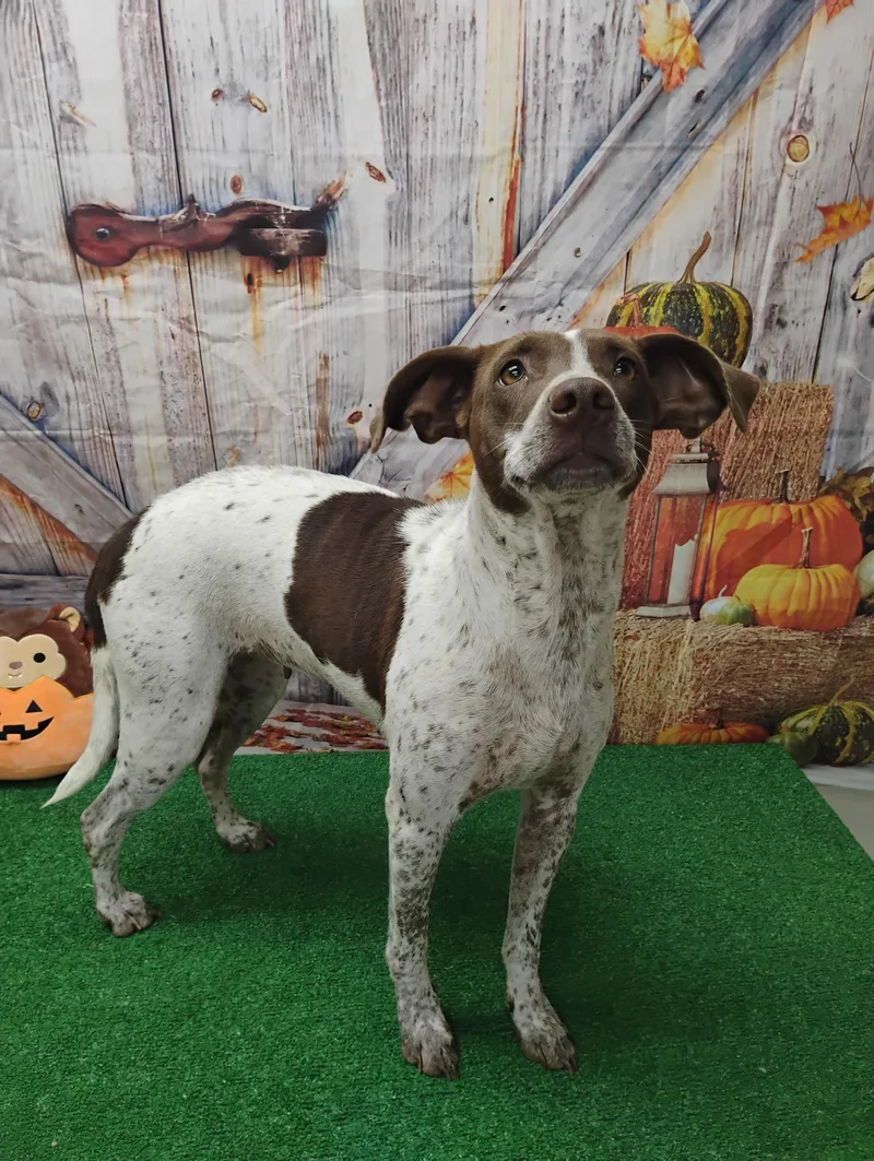 An adult medium-sized female Pointer dog named Daisy for adoption in Statesboro, GA
