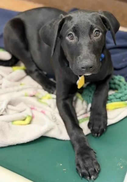 A baby large-sized female Black Mixed Breed dog named Lane for adoption in Stanwood, WA