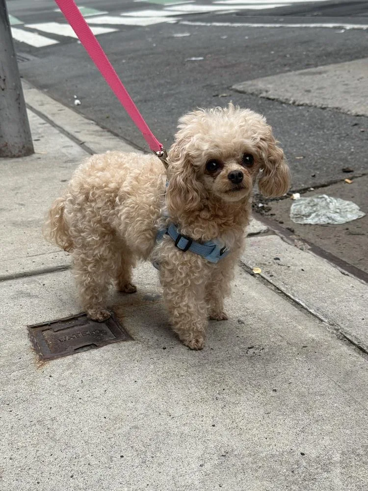 An adult small-sized female White / Cream Poodle dog named Von Puffer for adoption in New York, NY