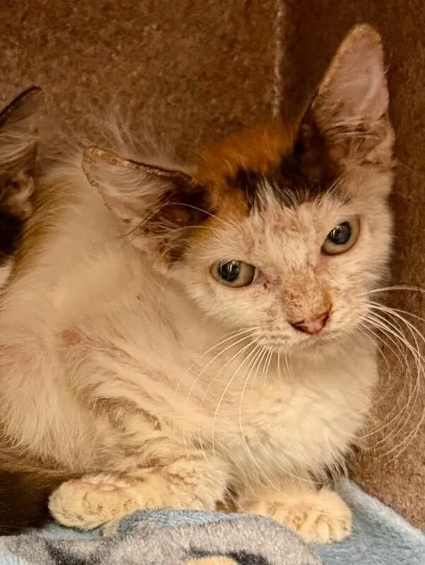 A young medium-sized female Calico Domestic Short Hair cat named Lilo for adoption in Katy, TX