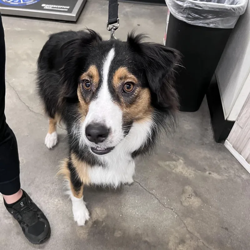 An adult medium-sized male Australian Shepherd dog named Bandit for adoption in Tampa, FL