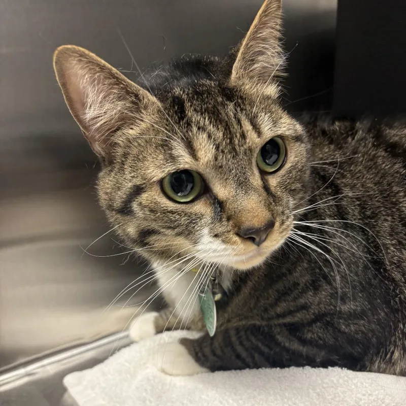 An adult large-sized female Brown / Chocolate Domestic Short Hair cat named Hogan for adoption in Morganton, NC