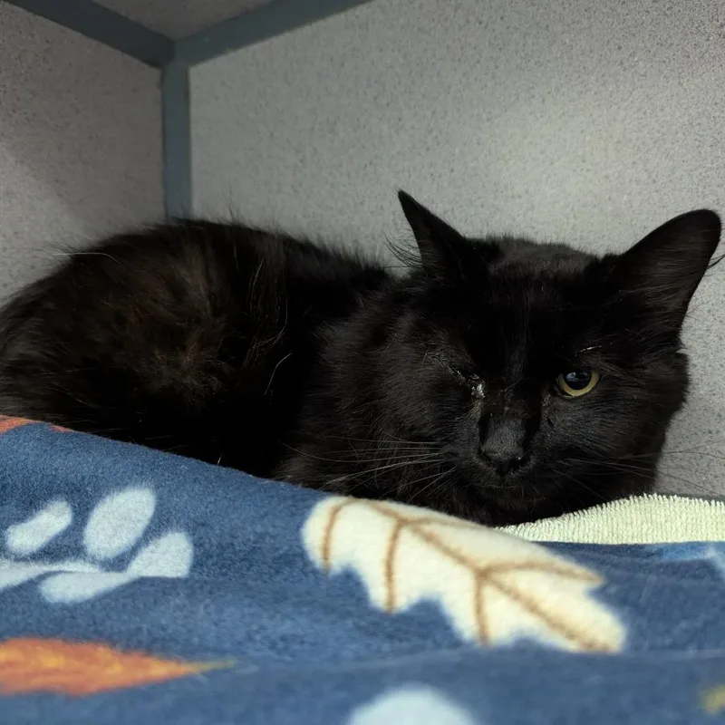 Binx