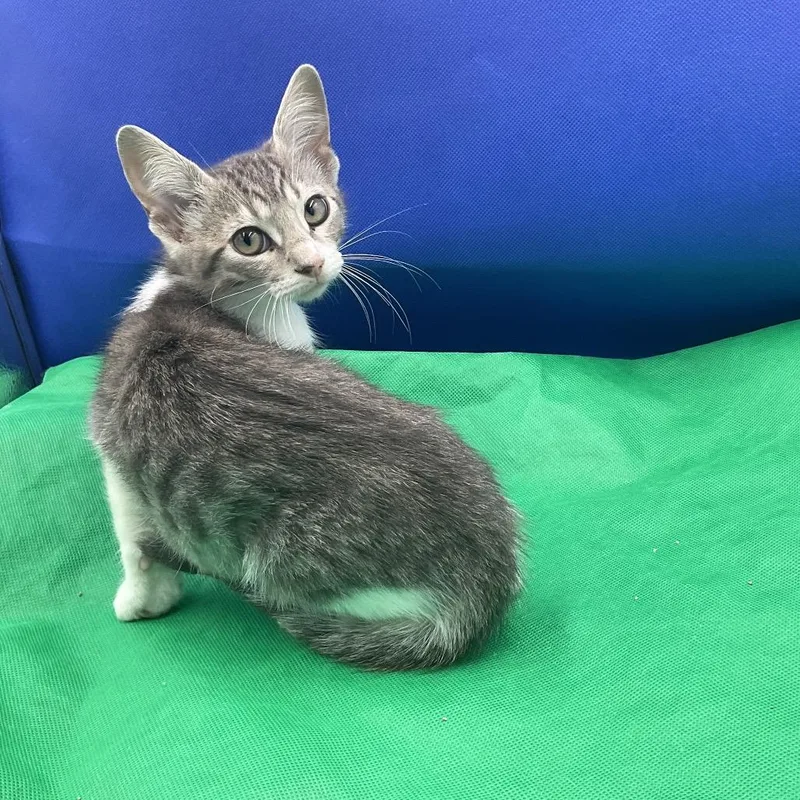 A baby small-sized female White Domestic Short Hair cat named Muffin for adoption in Gonzales, LA