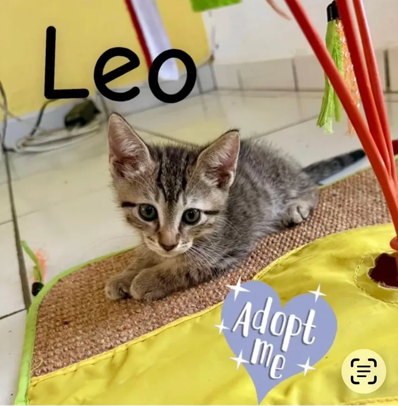 A baby medium-sized male Domestic Short Hair cat named Leo for adoption in Warren, NJ