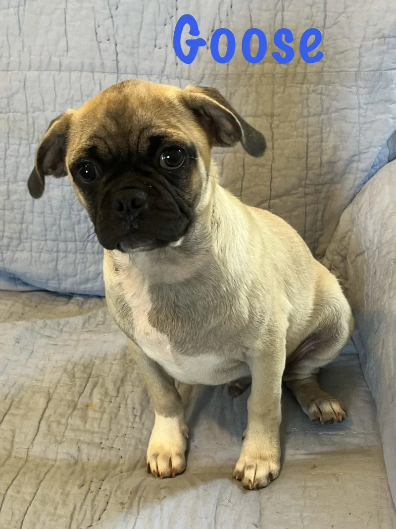 A young small-sized male Pug dog named Goose for adoption in Pipe Creek, TX