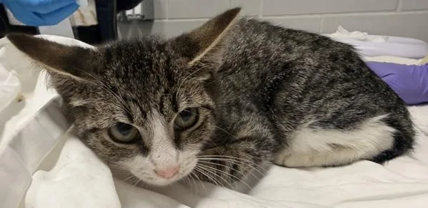 A baby small-sized female Domestic Short Hair cat named Charlie for adoption in Ridgewood, NY