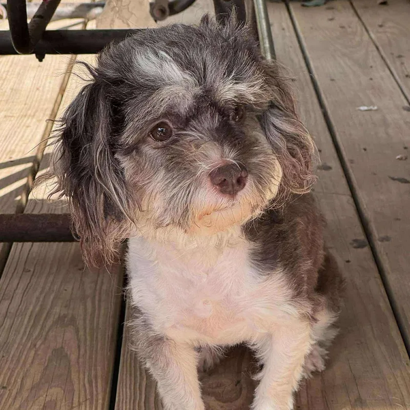 An adult small-sized female Shih Tzu dog named Tashi for adoption in Warren, RI