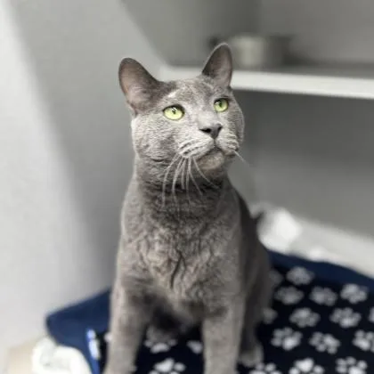 Indigo