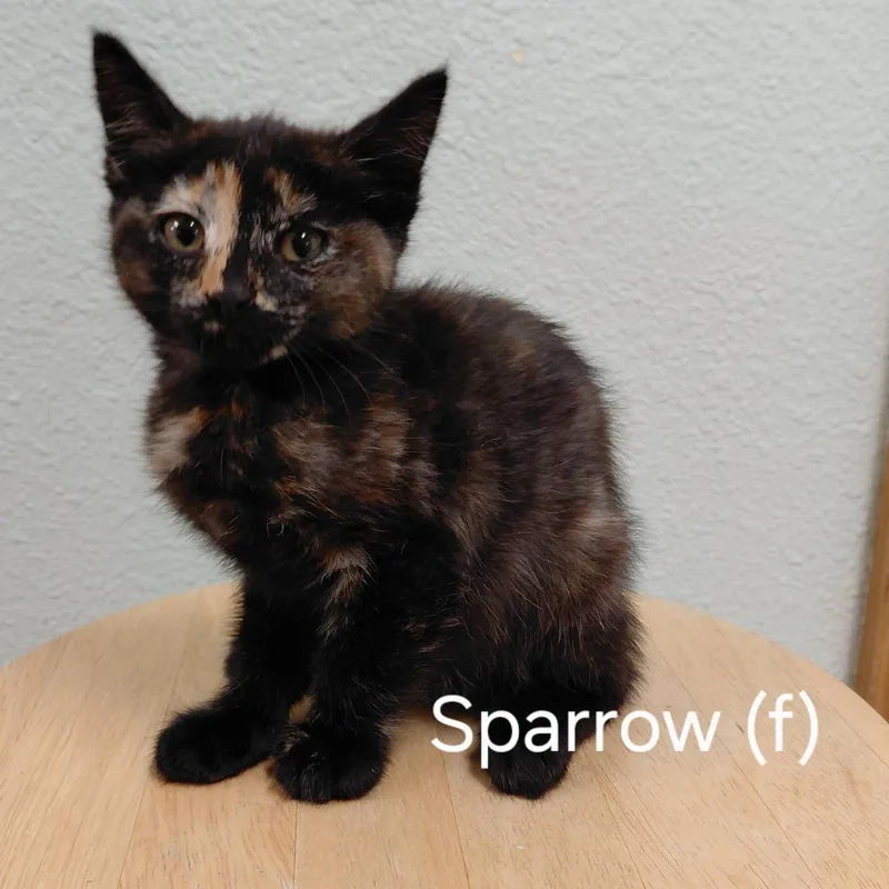 A young medium-sized female Tortoiseshell cat named Sparrow for adoption in Libby, MT