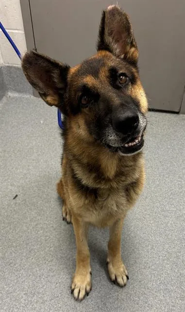 An adult large-sized male German Shepherd Dog dog named Walter for adoption in Indianapolis, IN