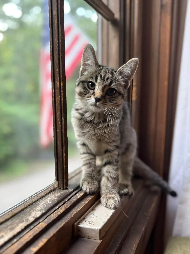 A baby medium-sized female Domestic Short Hair cat named Shelly for adoption in Wintersville, OH