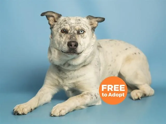 An adult large-sized male Australian Cattle Dog / Blue Heeler dog named Remi for adoption in Phoenix, AZ