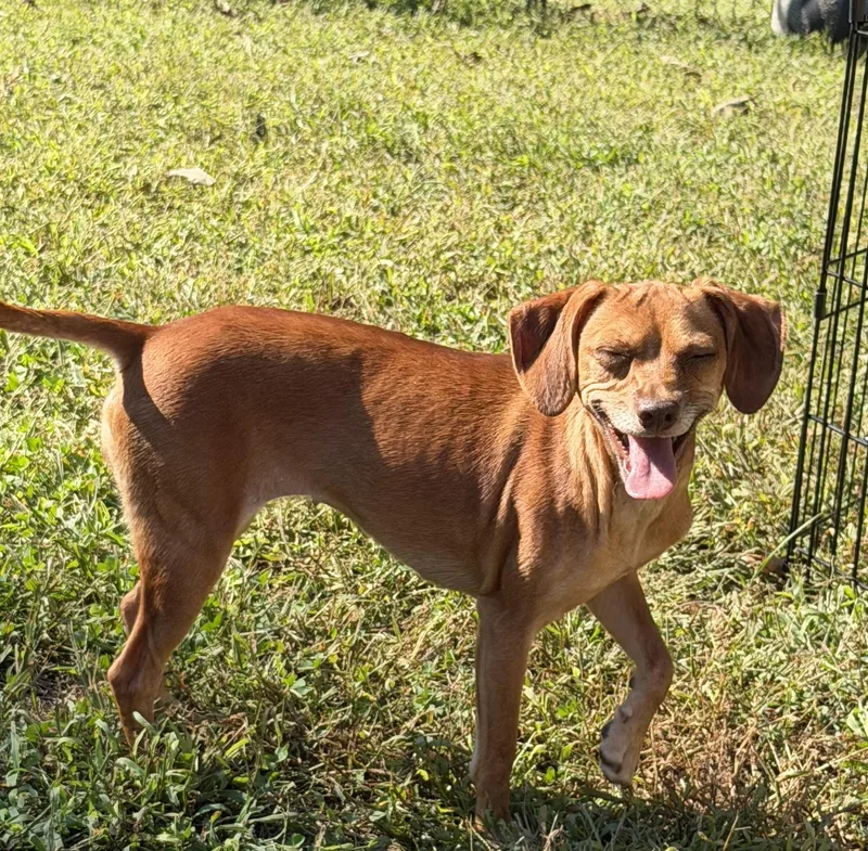 An adult small-sized female Red / Chestnut / Orange Dachshund dog named Legs for adoption in Kings Mountain, NC