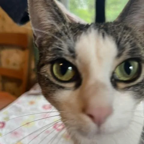 A young medium-sized female Tabby (Gray / Blue / Silver) American Shorthair cat named Cocoa for adoption in Lemoyne, PA