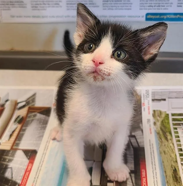 A baby small-sized male Domestic Short Hair cat named Castle for adoption in San Antonio, TX