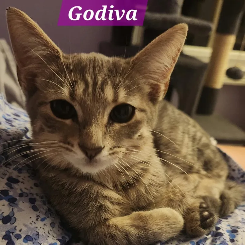 A baby small-sized female Domestic Short Hair cat named Godiva for adoption in La Grange, KY