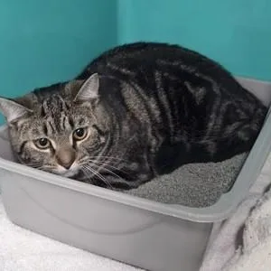 An adult medium-sized female Domestic Short Hair cat named Pony for adoption in Worcester, MA