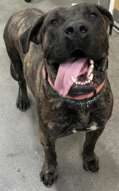 An adult large-sized female Presa Canario dog named Remy for adoption in Upper Marlboro, MD