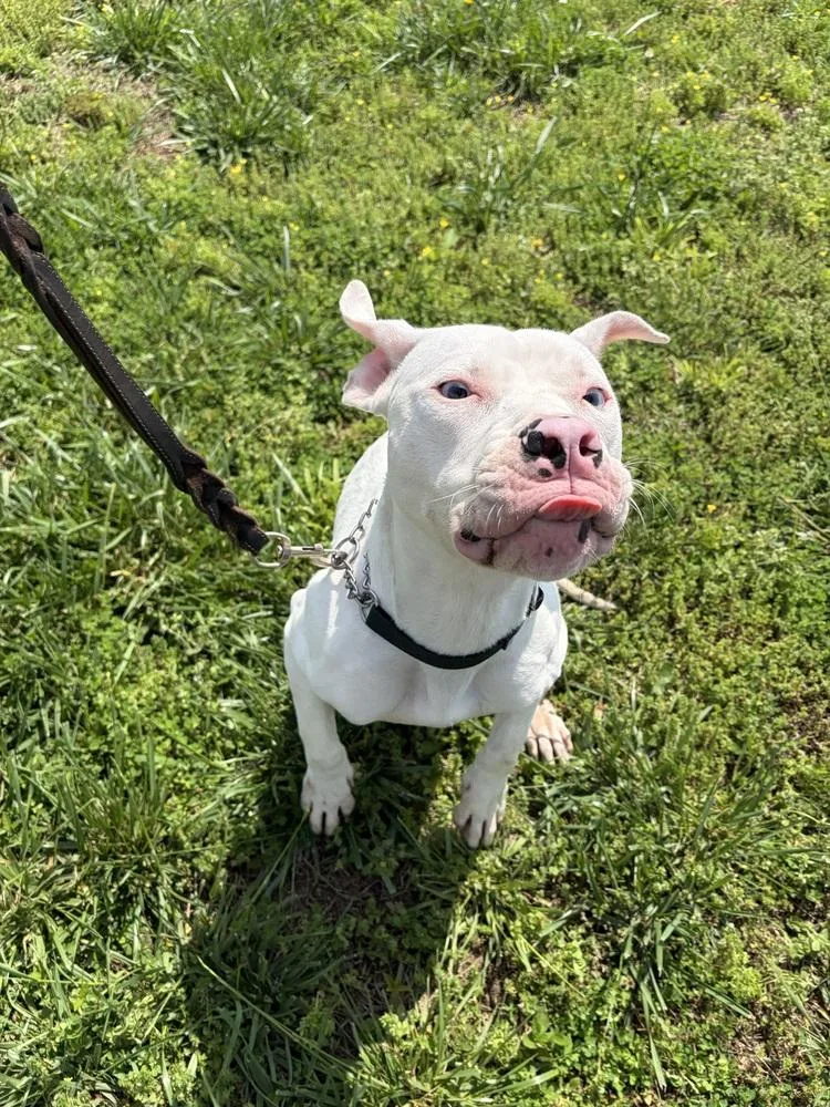 An adult medium-sized female White / Cream Pit Bull Terrier dog named Periwinkle for adoption in Linton, IN