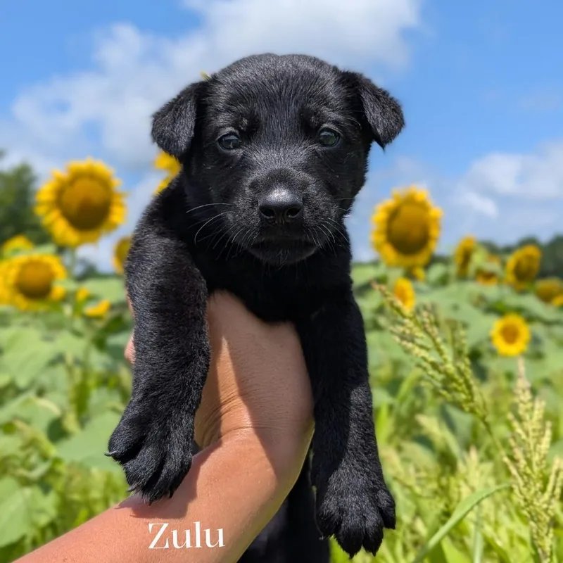 A baby large-sized female Black German Shepherd Dog dog named Zulu for adoption in Spring hill, TN