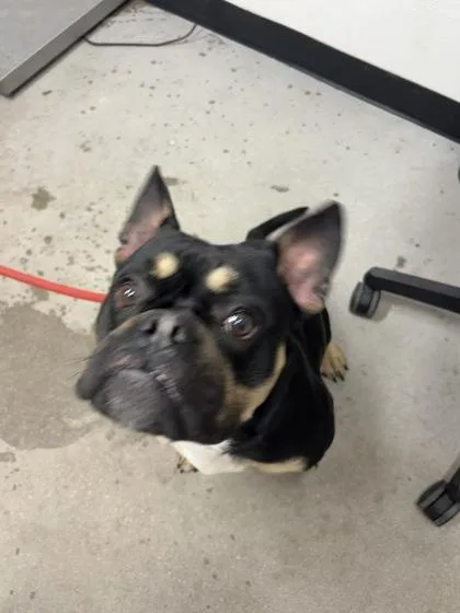 An adult medium-sized male Mixed Breed dog named Gramps for adoption in West Chester, PA