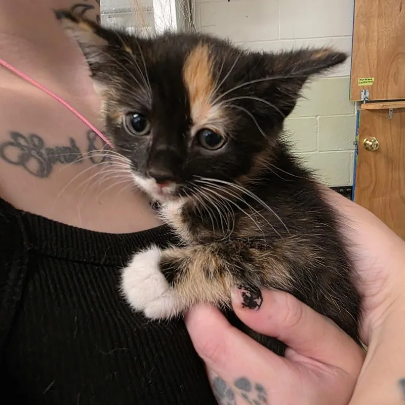 A baby small-sized female Tortoiseshell Domestic Short Hair cat named Celia for adoption in Eureka Springs, AR