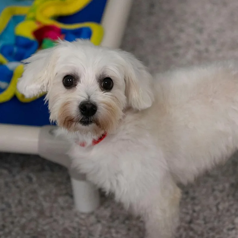 An adult small-sized female Coton de Tulear dog named Lottie for adoption in Peyton, CO