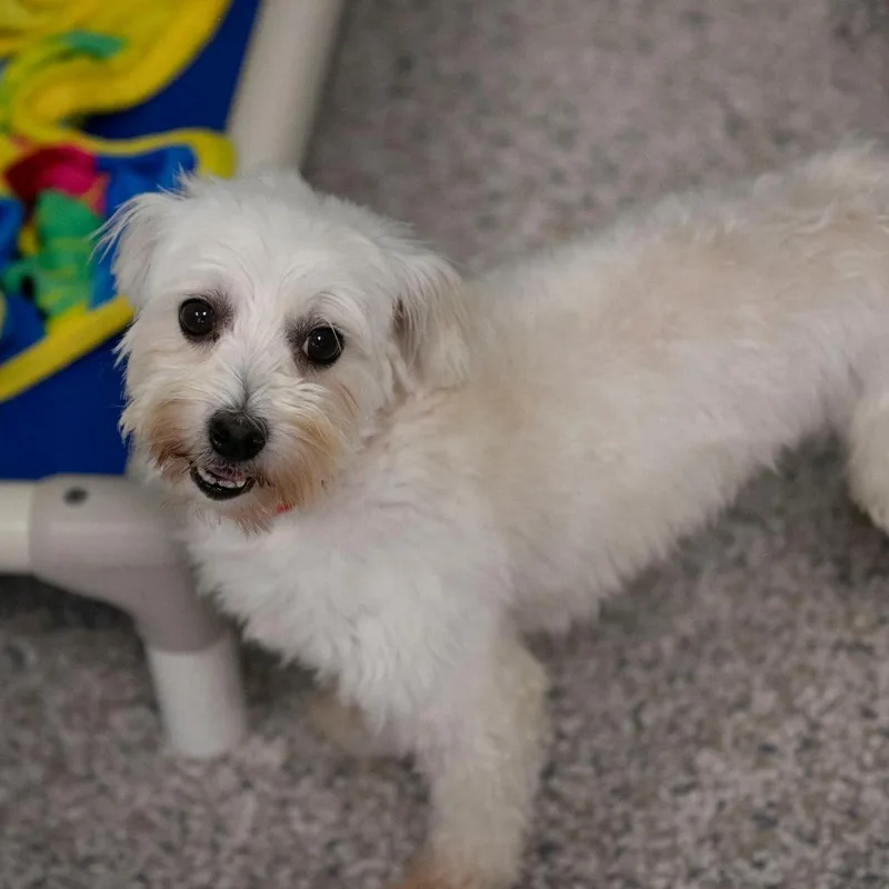 Lottie thumbnail 3