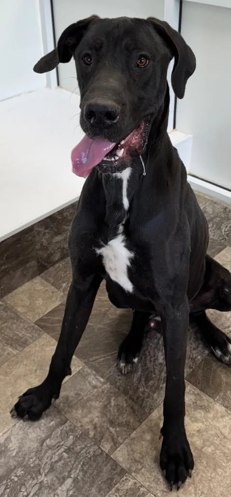 A young extra large-sized male Great Dane dog named Vince for adoption in Great Bend, KS